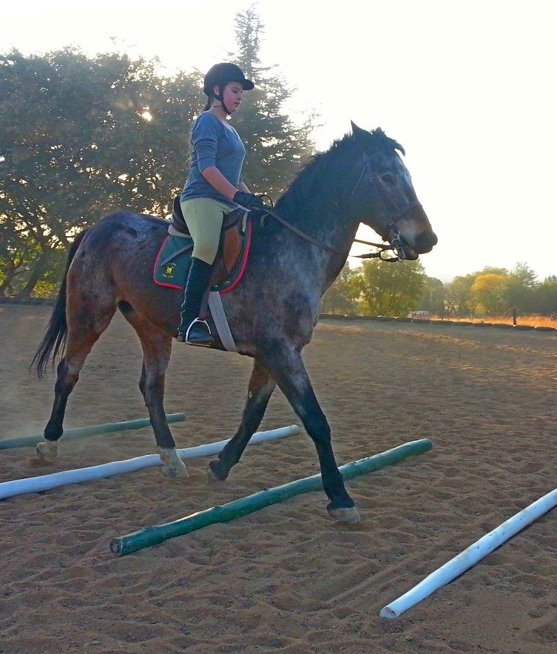 Bluestone Equestrian Photo Album Bluestone Equestrian